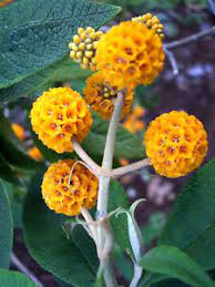 buddleja globosa